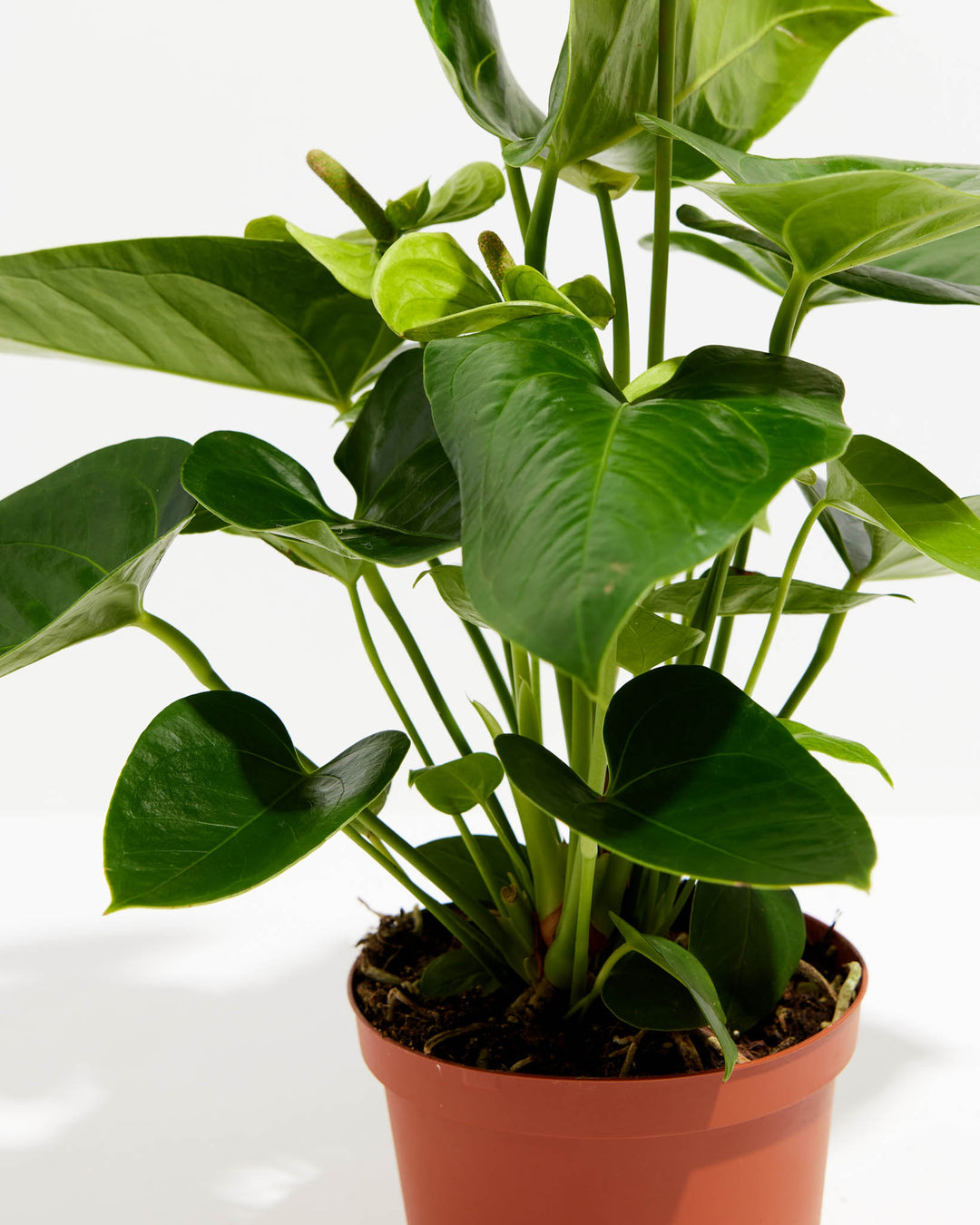 anthurium plants for sale near me White Anthurium | Flowering Plants