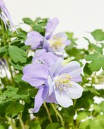 Aquilegia Earlybird™ Blue White Featured Image