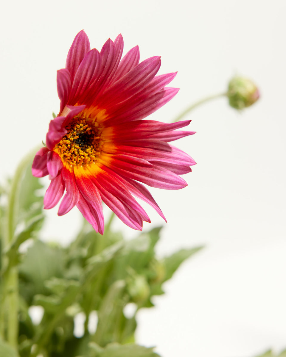 Arctosis Pink Sugar (African Daisy) Featured Image