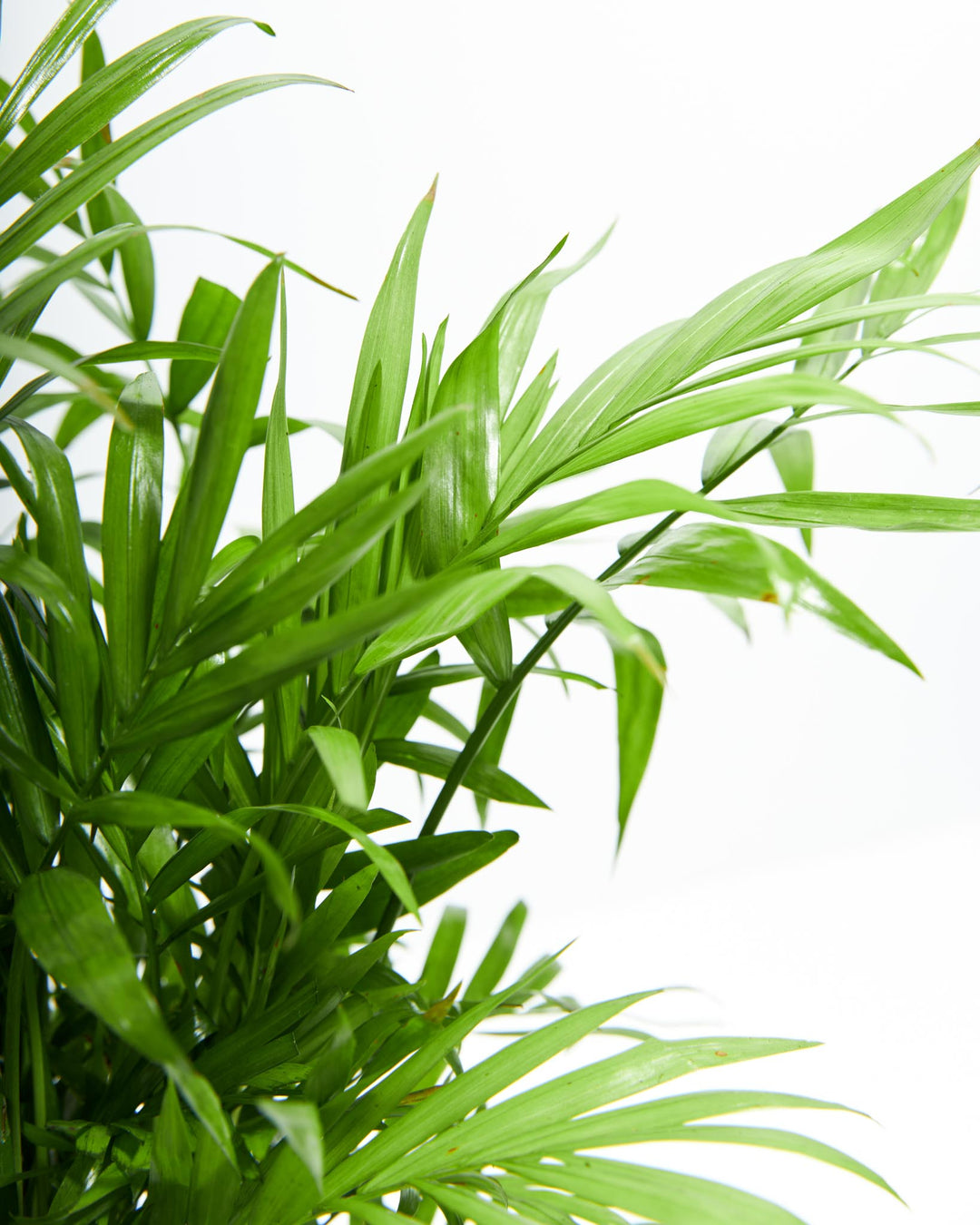 bella palm aquarium plant Neanthe Bella Palm (Parlor Palm) | Palm Trees