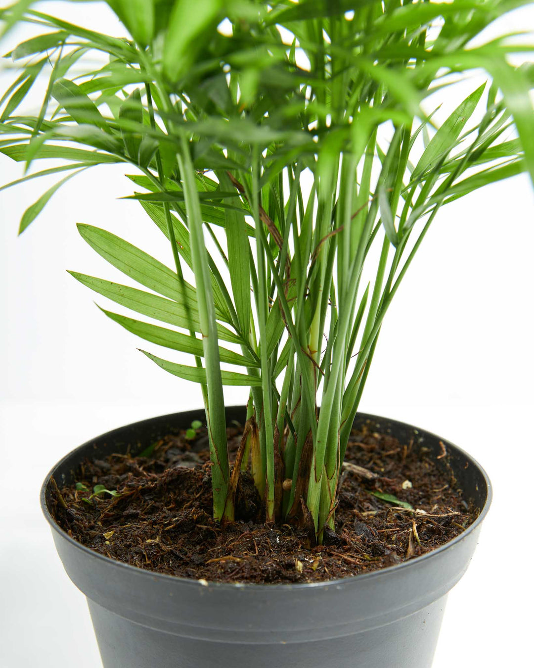 parlor palm potting soil Neanthe Bella Palm (Parlor Palm) | Palm Trees
