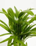 Areca palm Featured Image