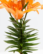 Asiatic Lily Orange Featured Image