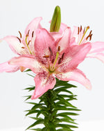 Asiatic Lily Pink Bicolor Featured Image