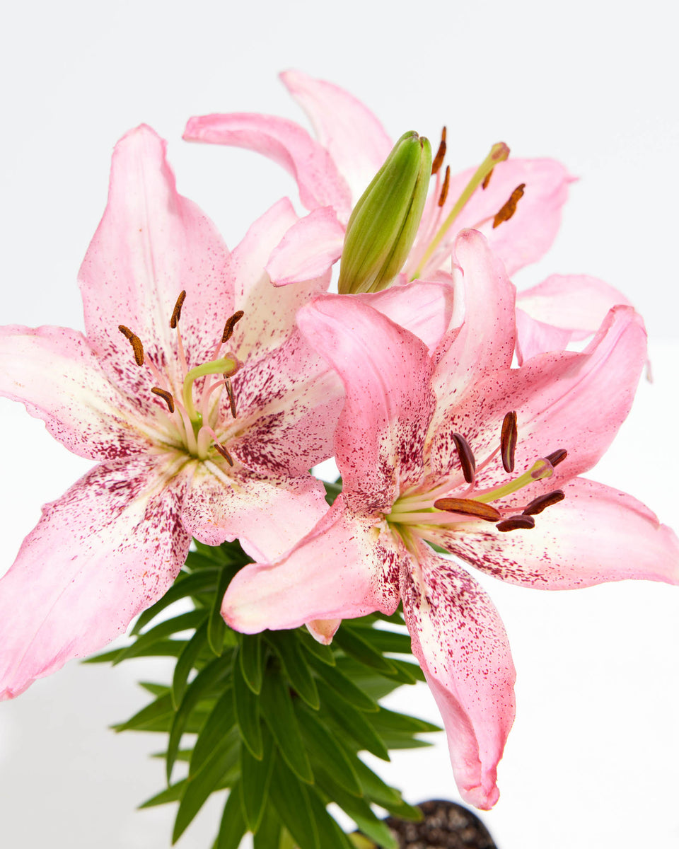 Asiatic Lily Pink Bicolor Featured Image
