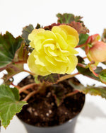 Begonia I'Conia® Portofino Yellow Featured Image