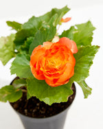 On Top® Sunset Shades Tuberous Begonia Featured Image