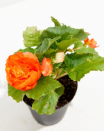 On Top® Sunset Shades Tuberous Begonia Featured Image