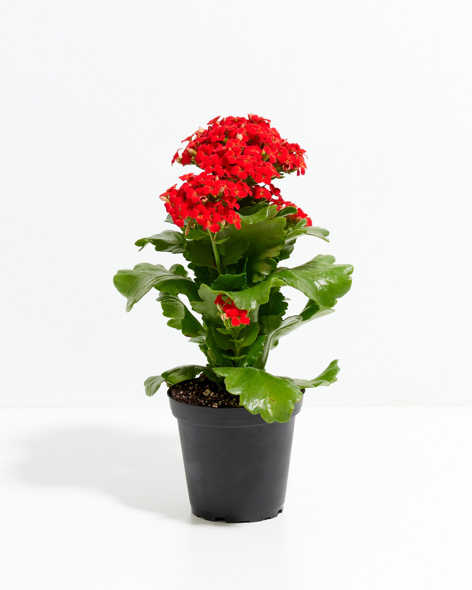 is kalanchoe indoor plant Blooming Kalanchoe Plant
