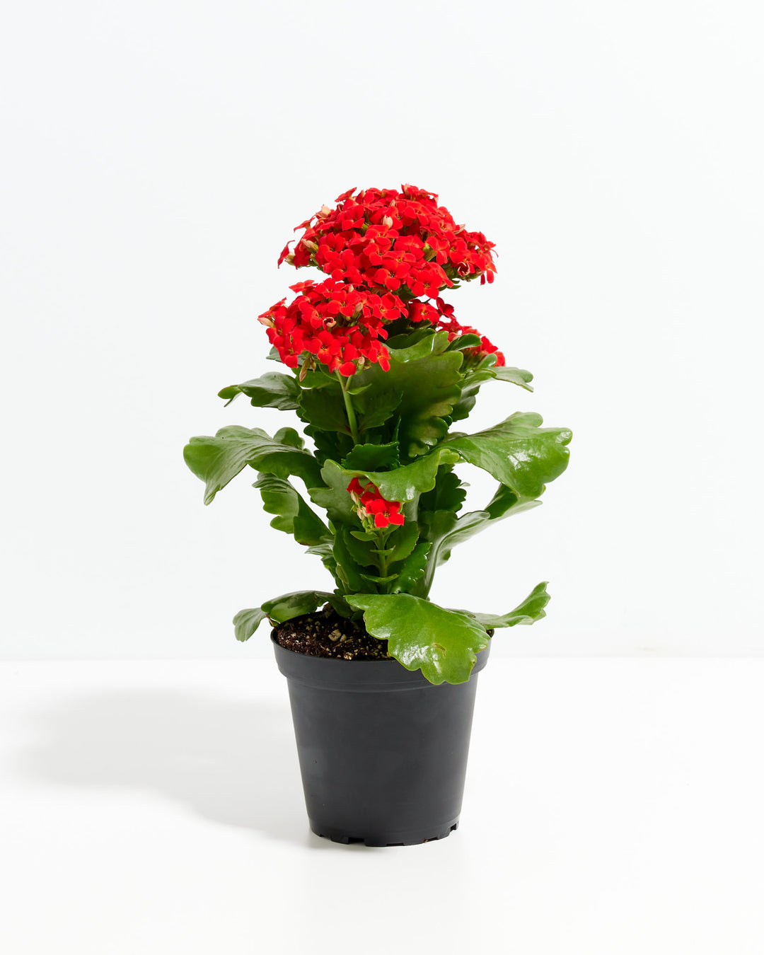 is kalanchoe plant indoor or outdoor Kalanchoe Plant For Sale Including Care Guide