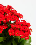 Blooming Kalanchoe Featured Image