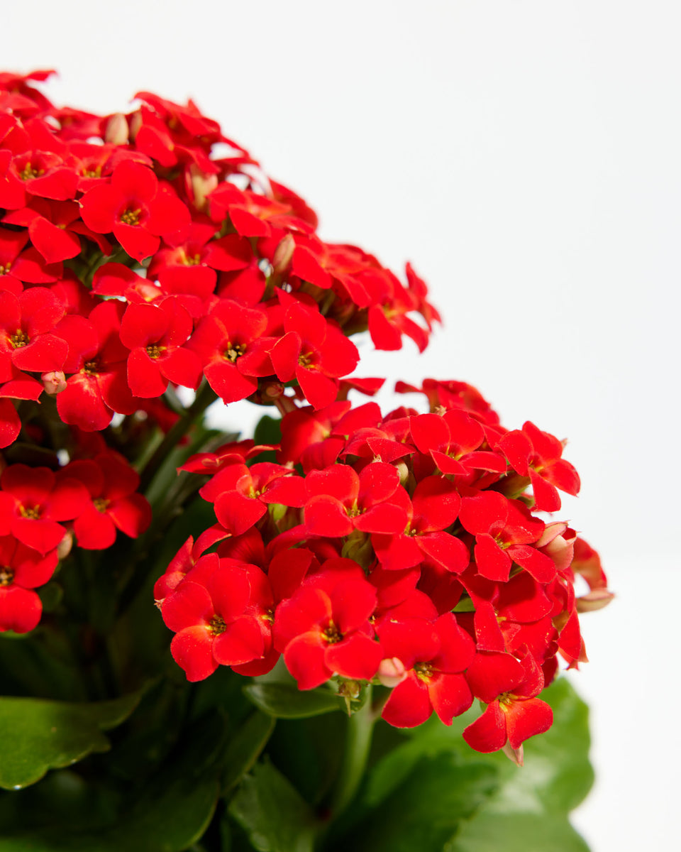 Blooming Kalanchoe Plant Featured Image