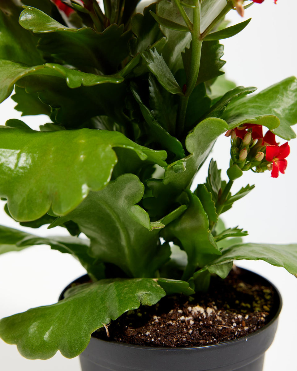 Blooming Kalanchoe Featured Image