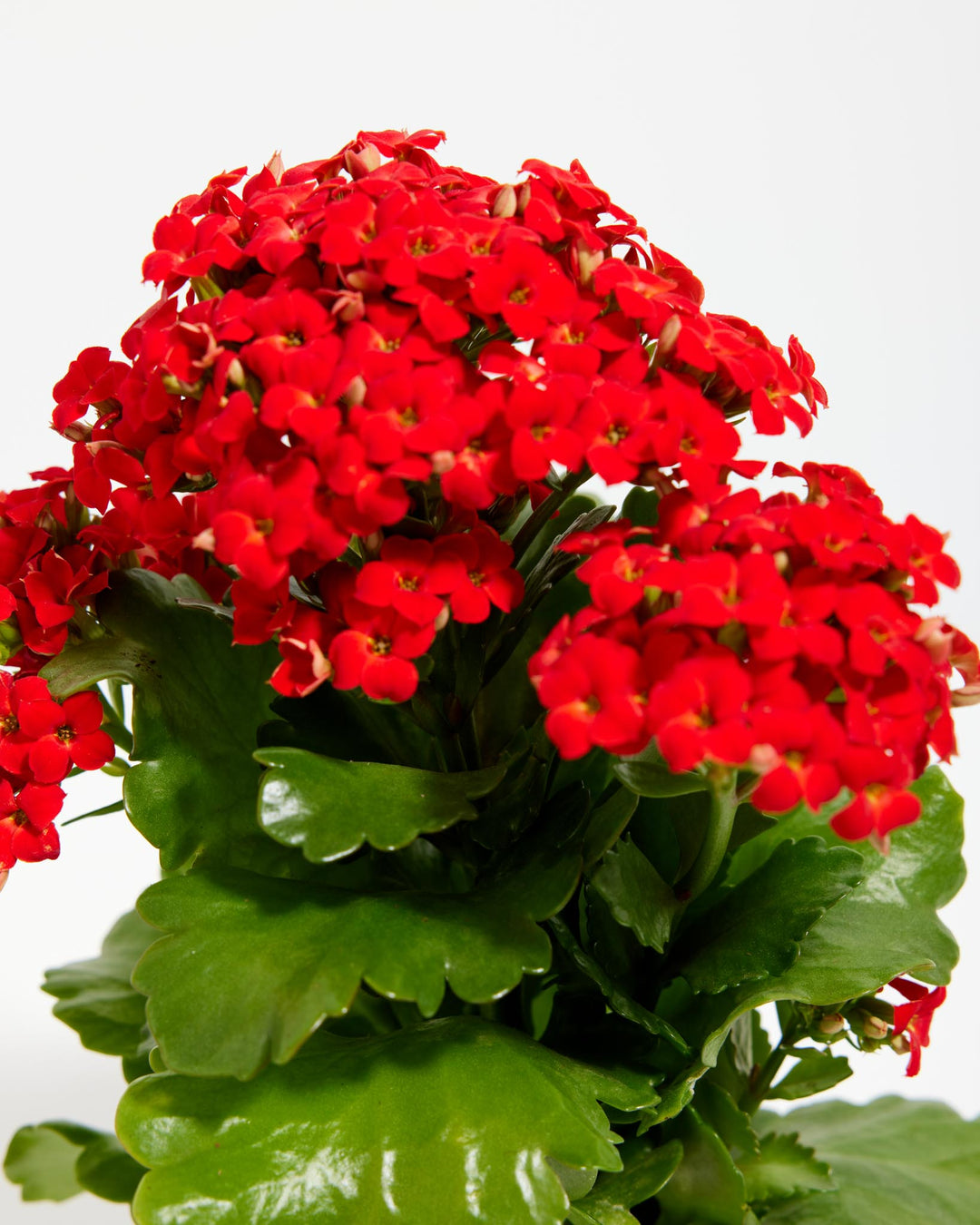 kalanchoe hanging plant Kalanchoe Plant For Sale Including Care Guide