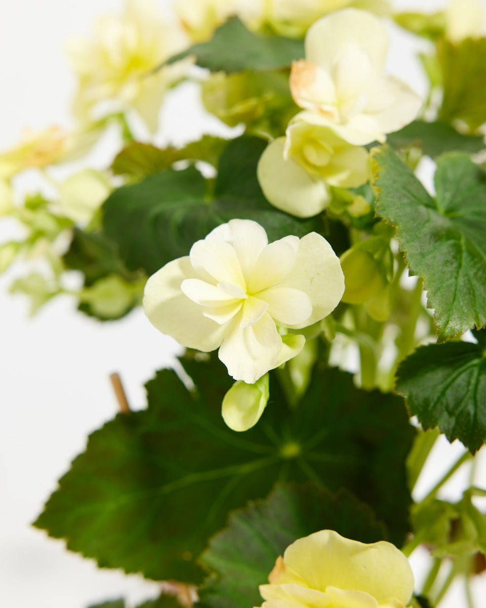 Blooming Superba Double Begonia Featured Image