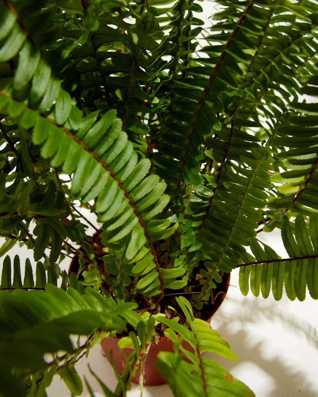 indoor plants boston fern Boston Fern Plant | Ferns for Sale