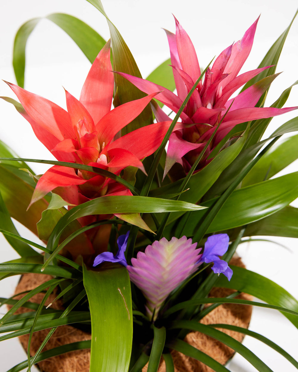 Grower's Choice: Bromeliad Centerpiece, Lively Root, Plant, , , , 