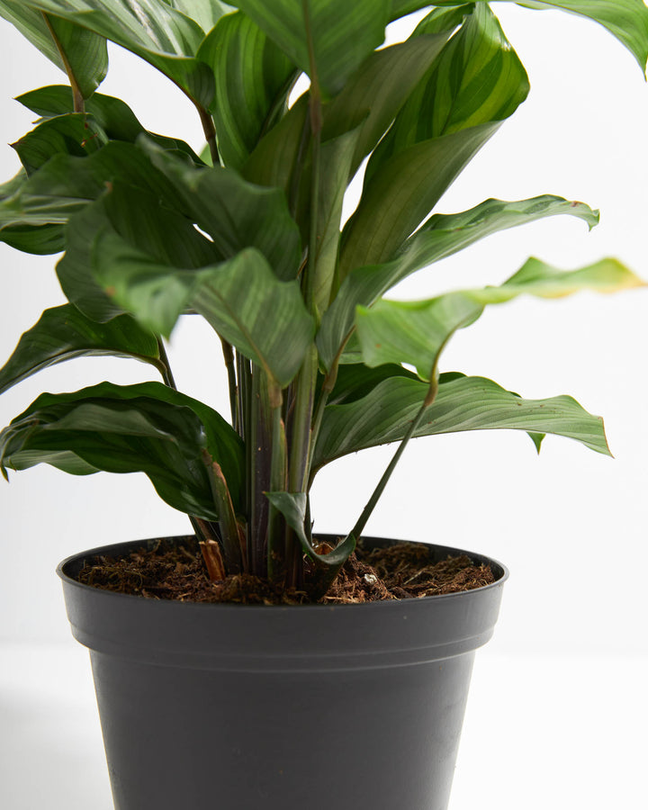 calathea freddie prayer plant Calathea Freddie Concinna For Sale, Care Guide, Growing Tips Medium / Eco Pot / Coconut
