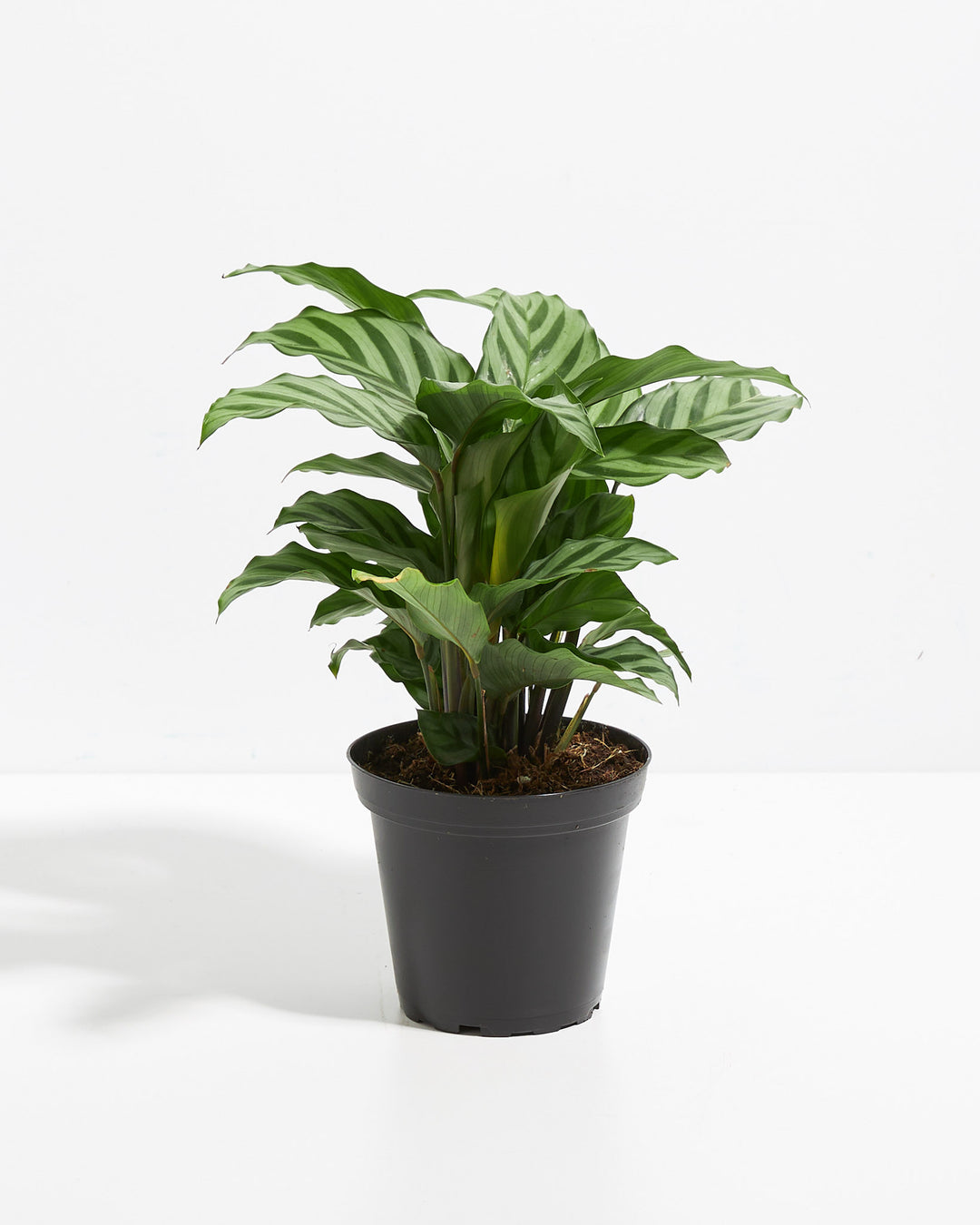 calathea freddie prayer plant Calathea Freddie Concinna For Sale, Care Guide, Growing Tips Small / Eco Pot / Earl Grey