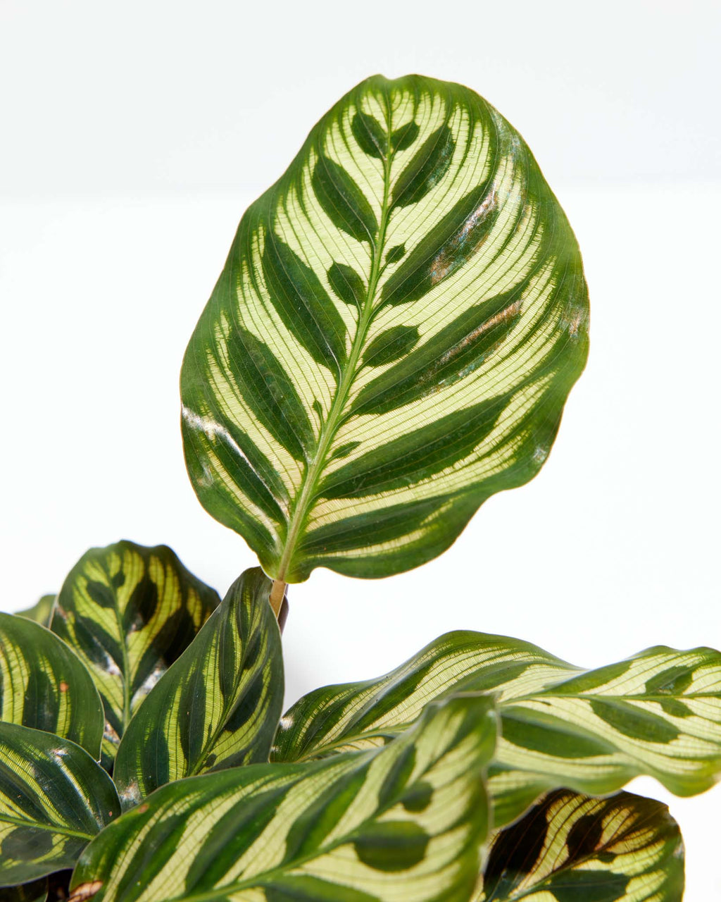 Peacock Plants for Delivery Prayer Plants Lively Root