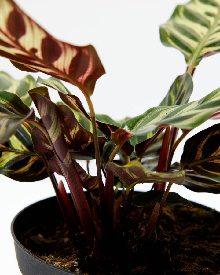 peacock prayer plant care Shop Peacock Plant With Care Guide | Calathea Makoyana