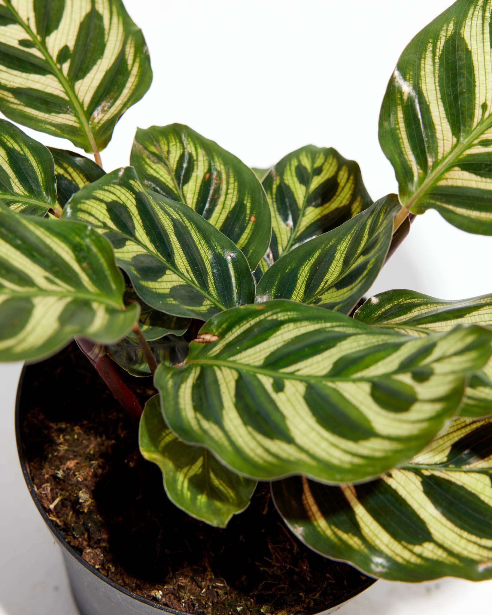 philodendron new red pflege Philodendron 'Sun Red' main image 0