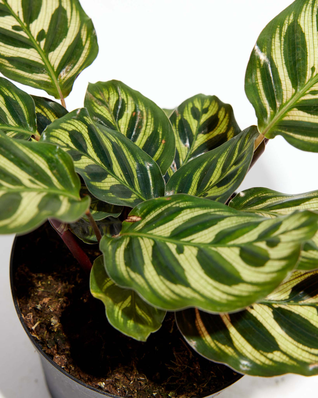 calathea plant seeds Shop Peacock Plant With Care Guide | Calathea Makoyana