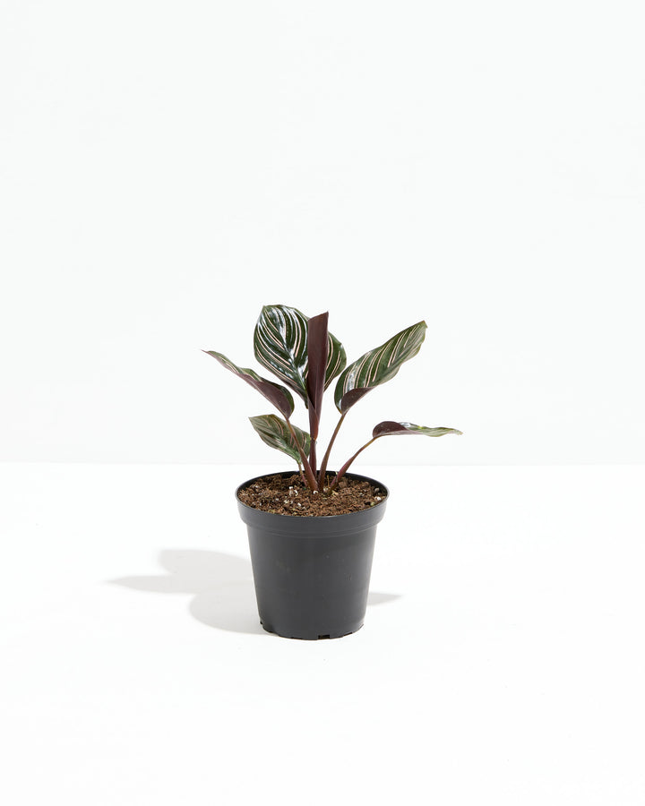 Calathea Ornata Pink Pinstripe, Lively Root, Plant, Size, Small, , 