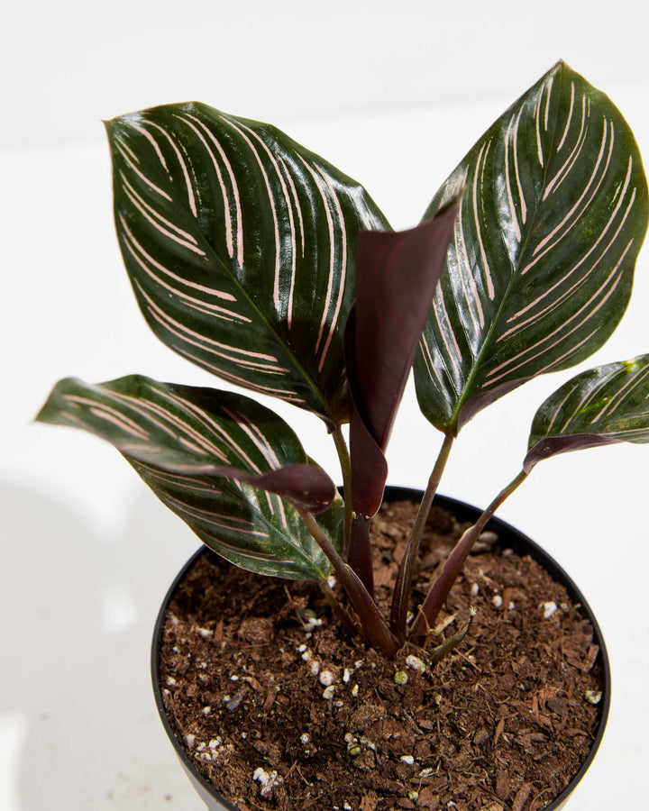 house plant pink stripes Pinstripe Calathea (Calathea Ornata)