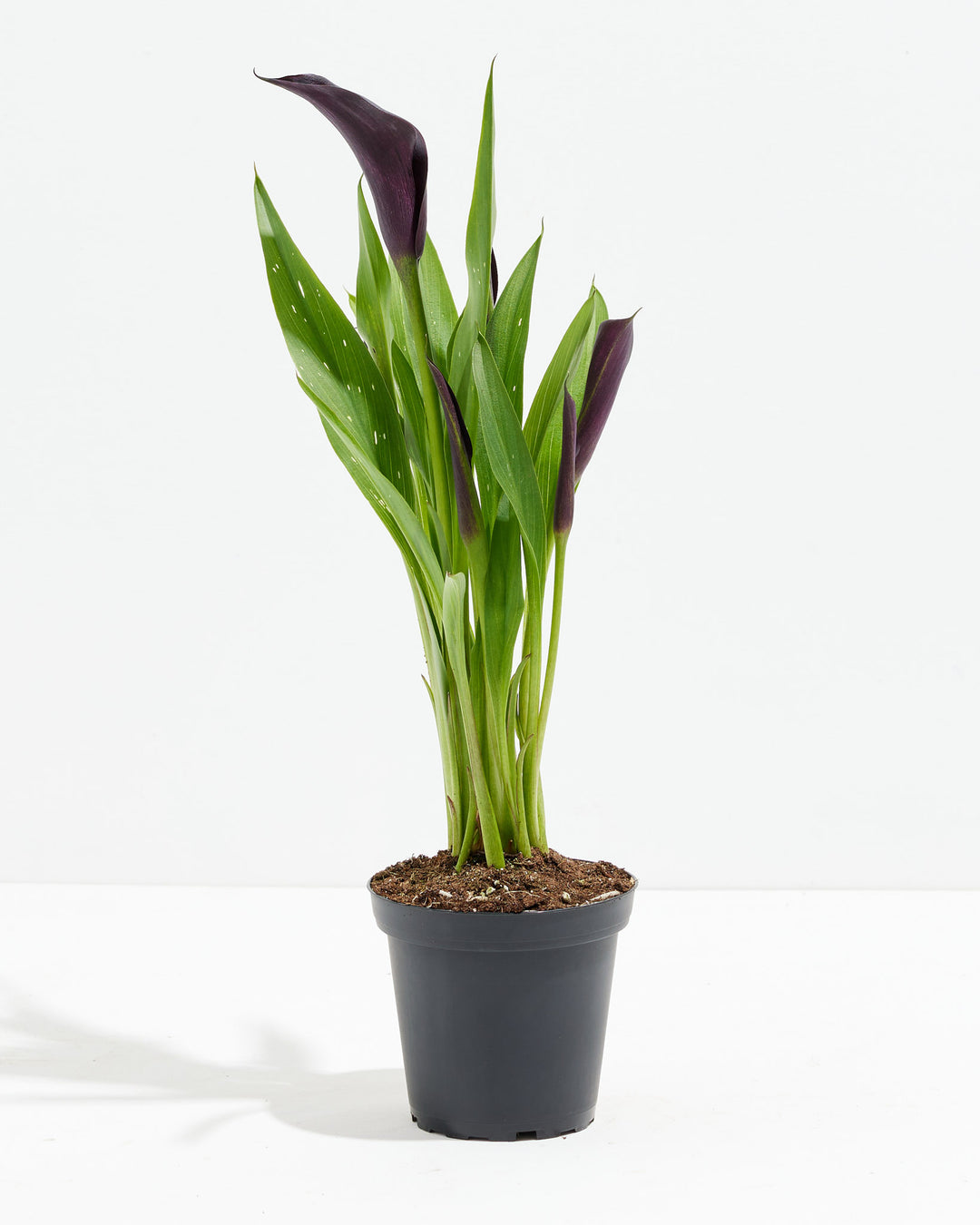 black calla lily plant for sale Black Calla Lily