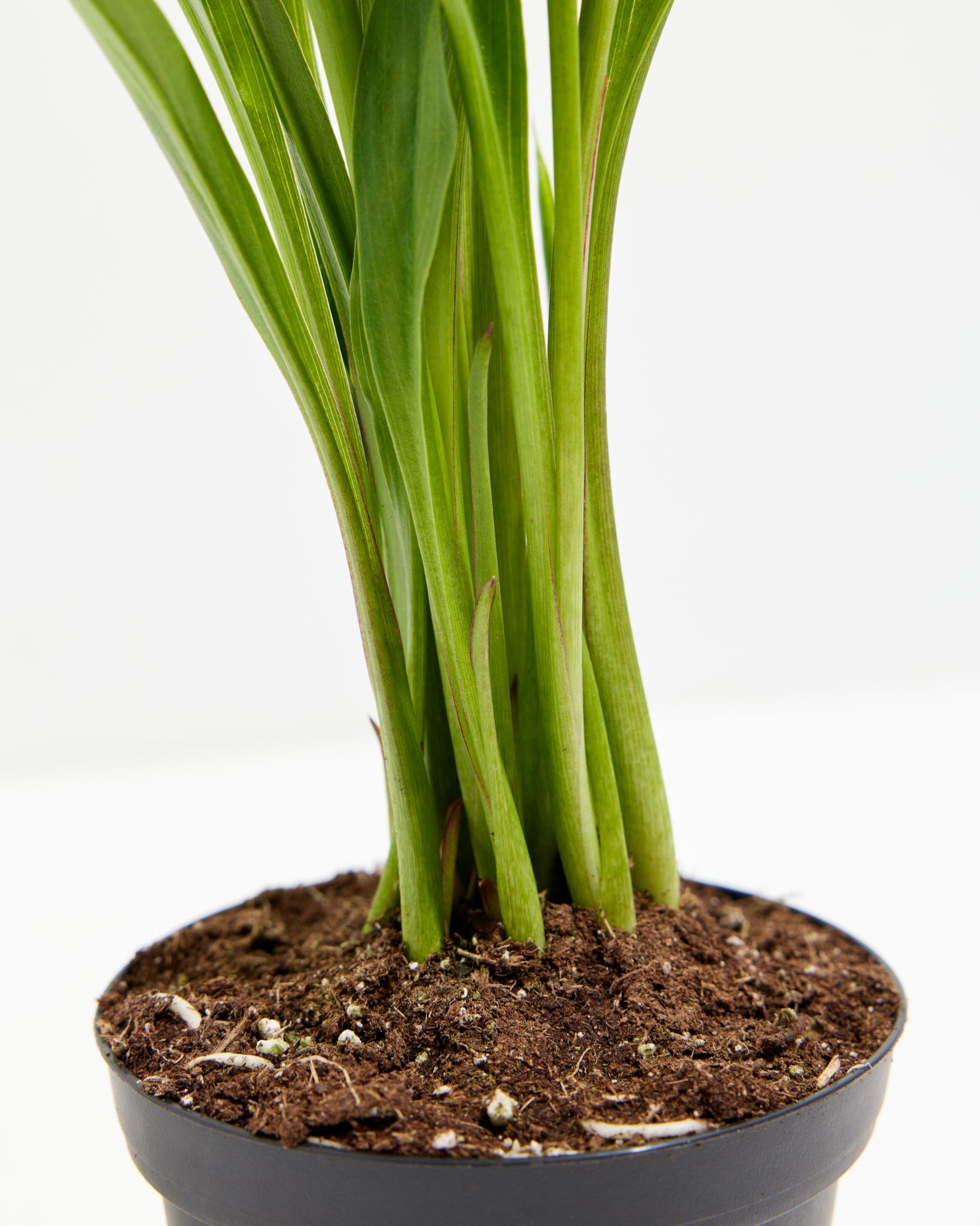 Black Calla Lily | Beautiful Black Blooming Plant