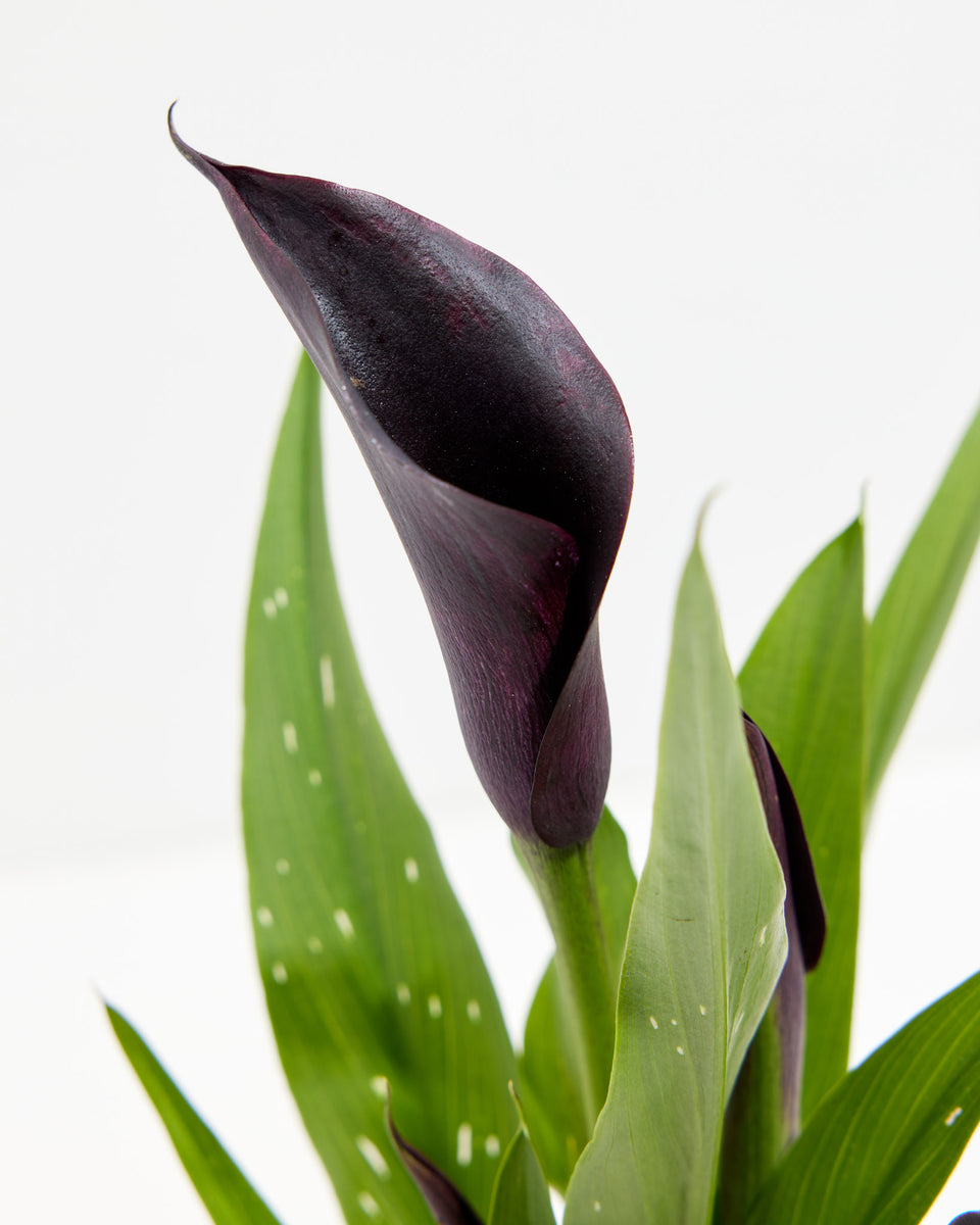 Black Calla Lily Featured Image