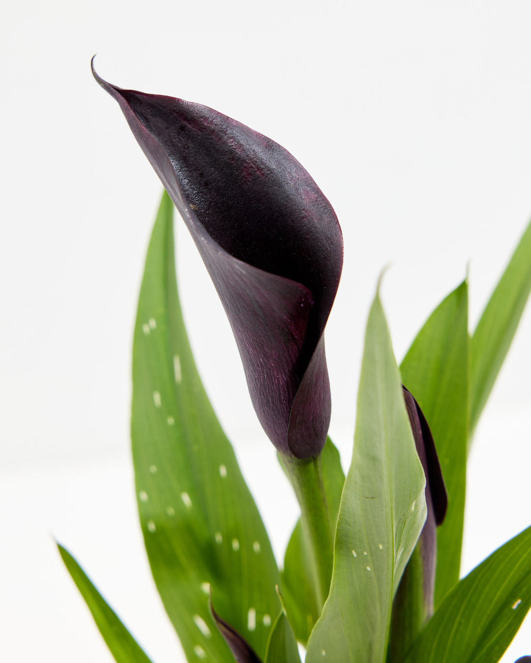 lily black flower Black Calla Lily