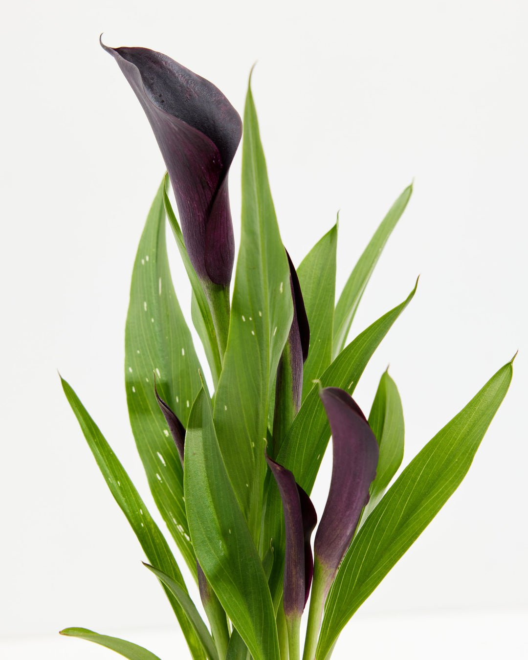 calla lily house plant Black Calla Lily