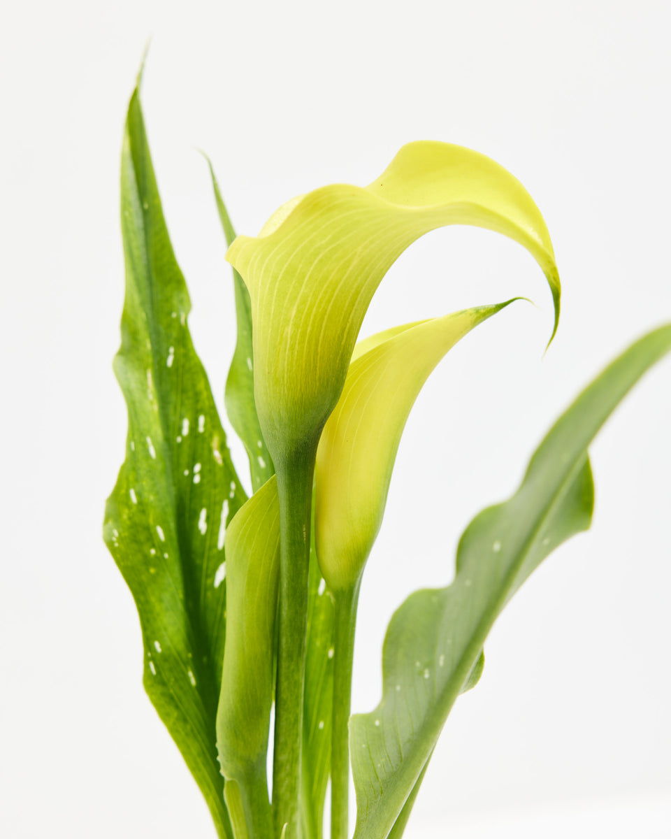 Yellow Calla Lily Featured Image