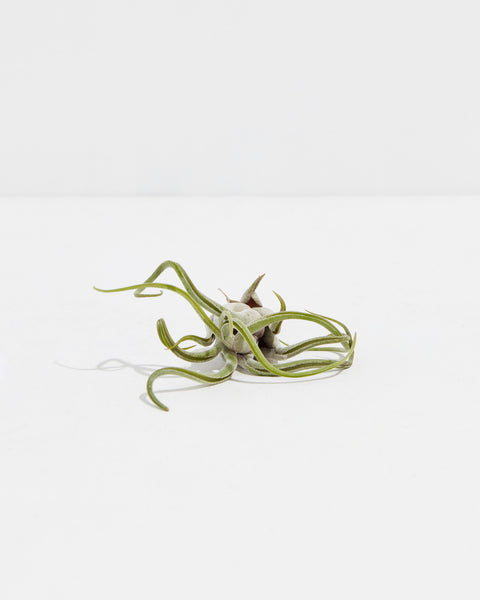caput medusae jellyfish air plant Caput-Medusae | Air Plant