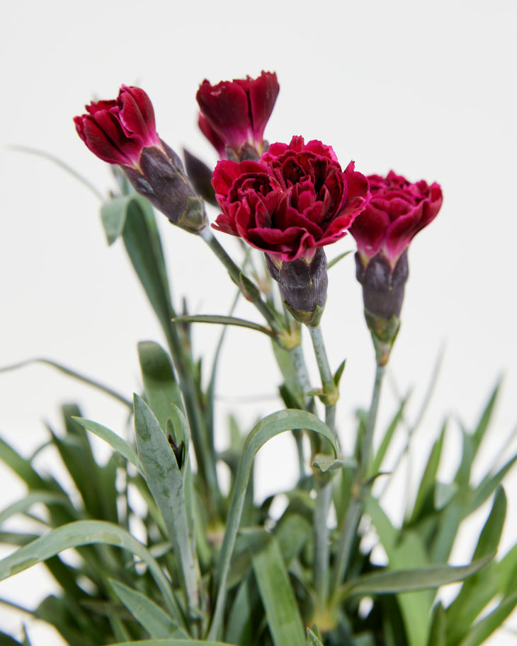 Mini Raffine Carnation Mini Carnation Super Trouper Care Guide | Lively Root