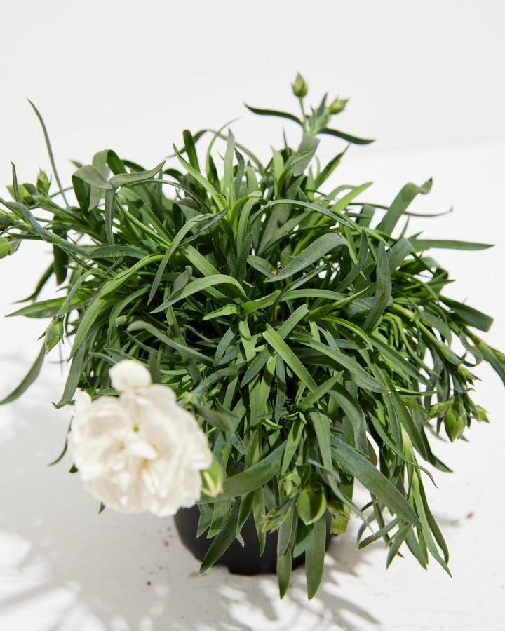 potted carnation plant Mini Snow White Super Trouper Carnation