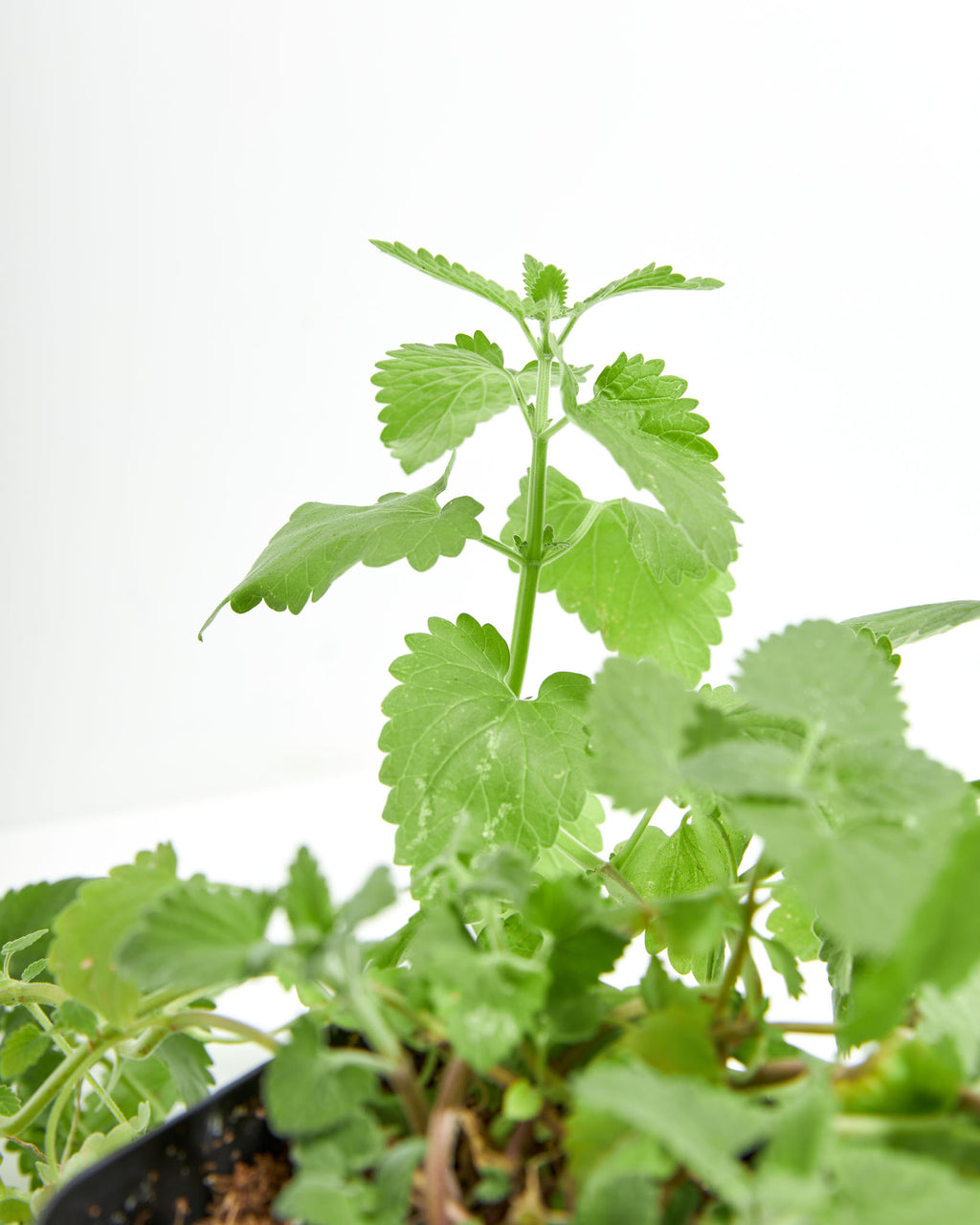Catnip Lemon Antibacterial Plant Lively Root