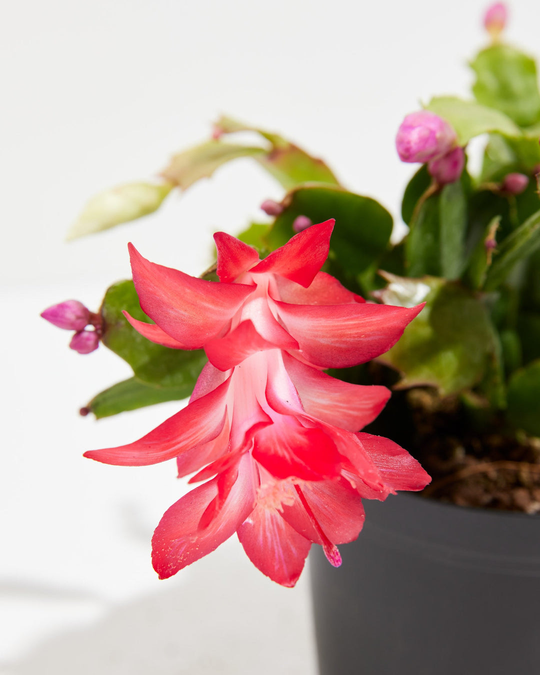 San Diego Stud Zygocactus, Lively Root, Plant, , , , 