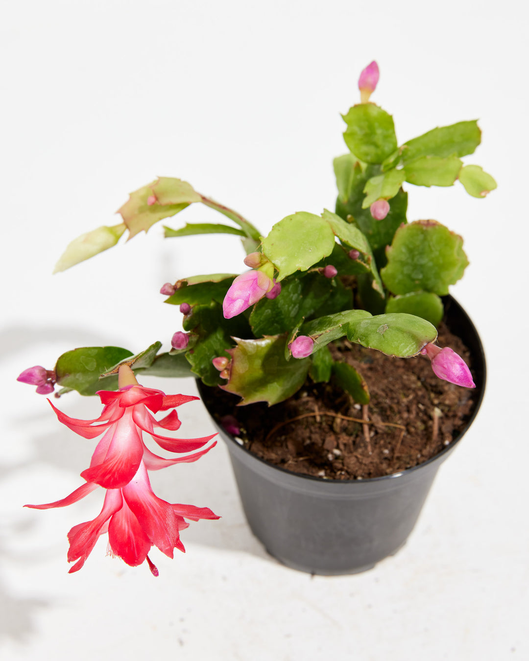 live plant christmas / thanksgiving cactus schlumbergera succulent red flower Red Christmas Cactus | Holiday Plants