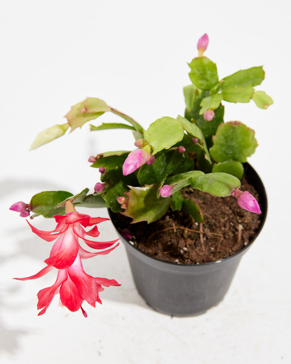 Red Christmas Cactus Featured Image