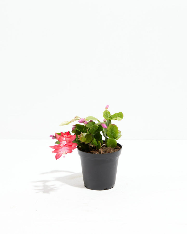 San Diego Stud Zygocactus, Lively Root, Plant, Size, Small, , 