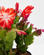 Red Christmas Cactus Featured Image