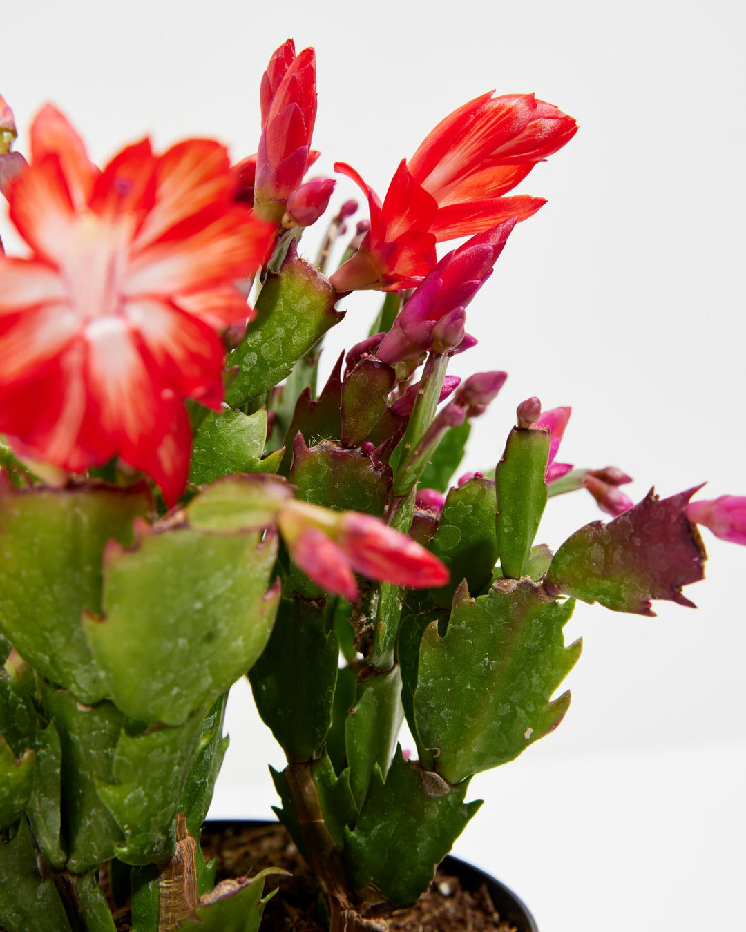 San Diego Stud Zygocactus, Lively Root, Plant, , , , 