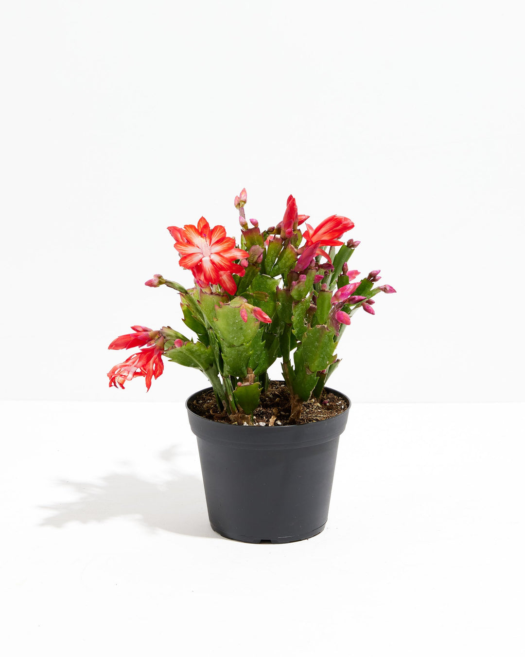 San Diego Stud Zygocactus, Lively Root, Plant, Size, Medium, , 