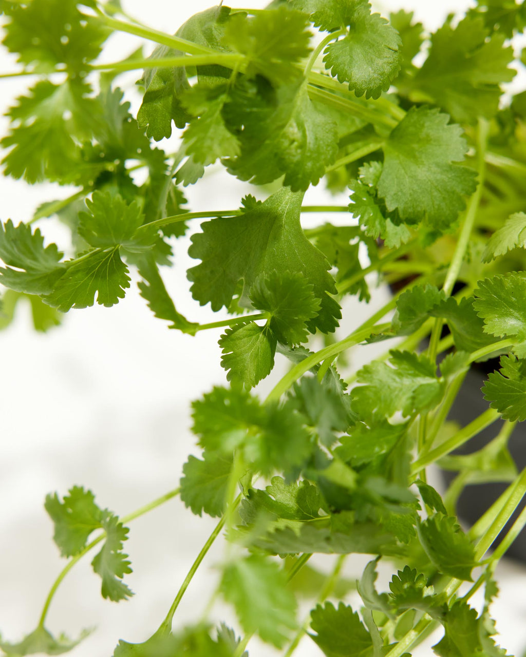 Cilantro Coriander Full Sun Plant Lively Root