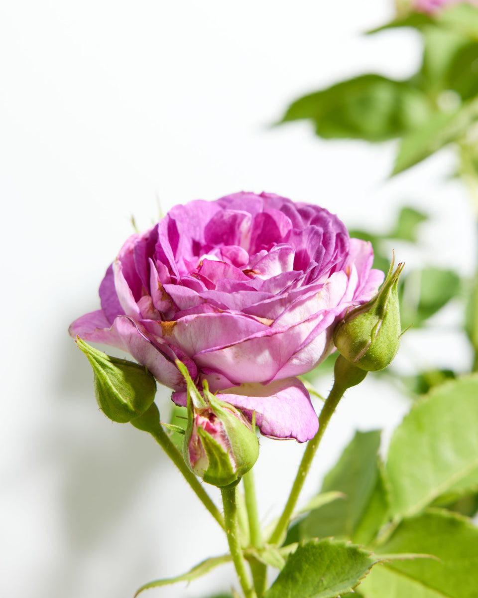 Climbing Lavender Crush™ Rose Bush Featured Image
