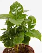 Coffee Plant (Coffea arabica) Featured Image