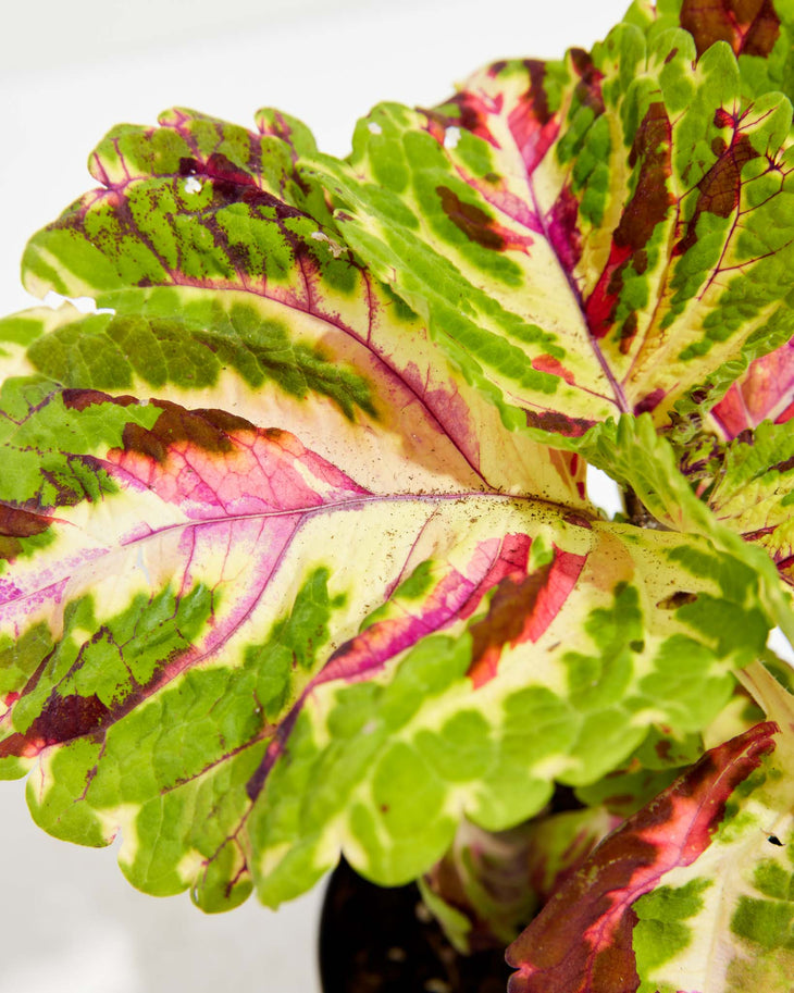 Coleus Care Guide | Lively Root